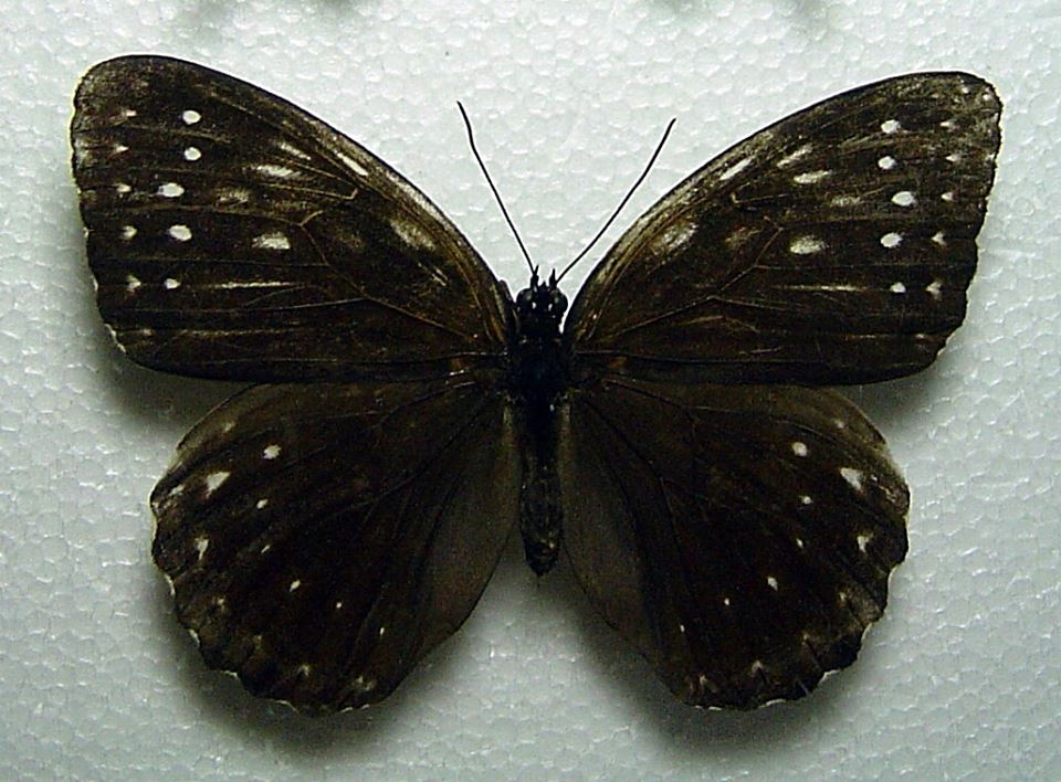 Penthema formosanum (Black form abberation) (Internet Image property of respective owner, non-commercial use only)